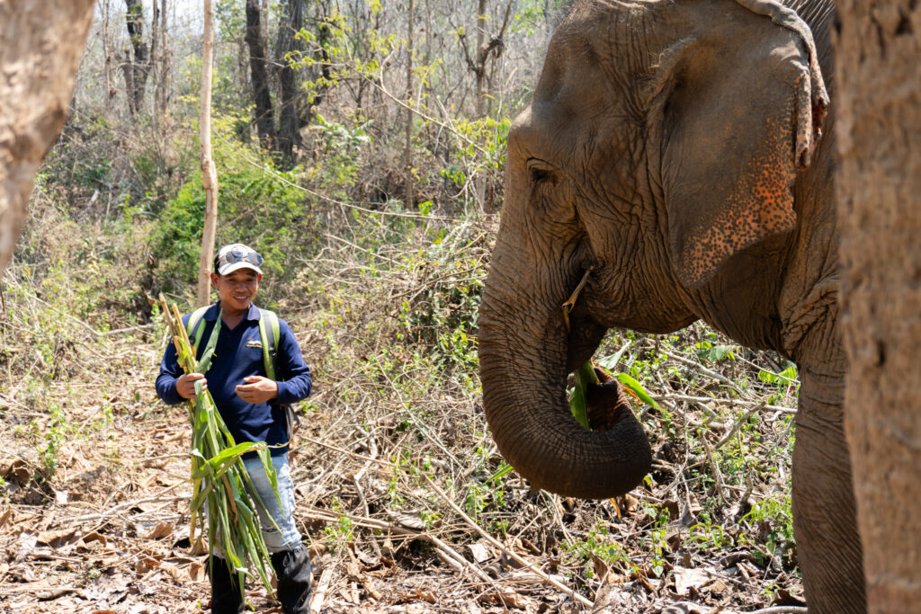Nachhaltiges Trekking mit Elefanten in Laos
