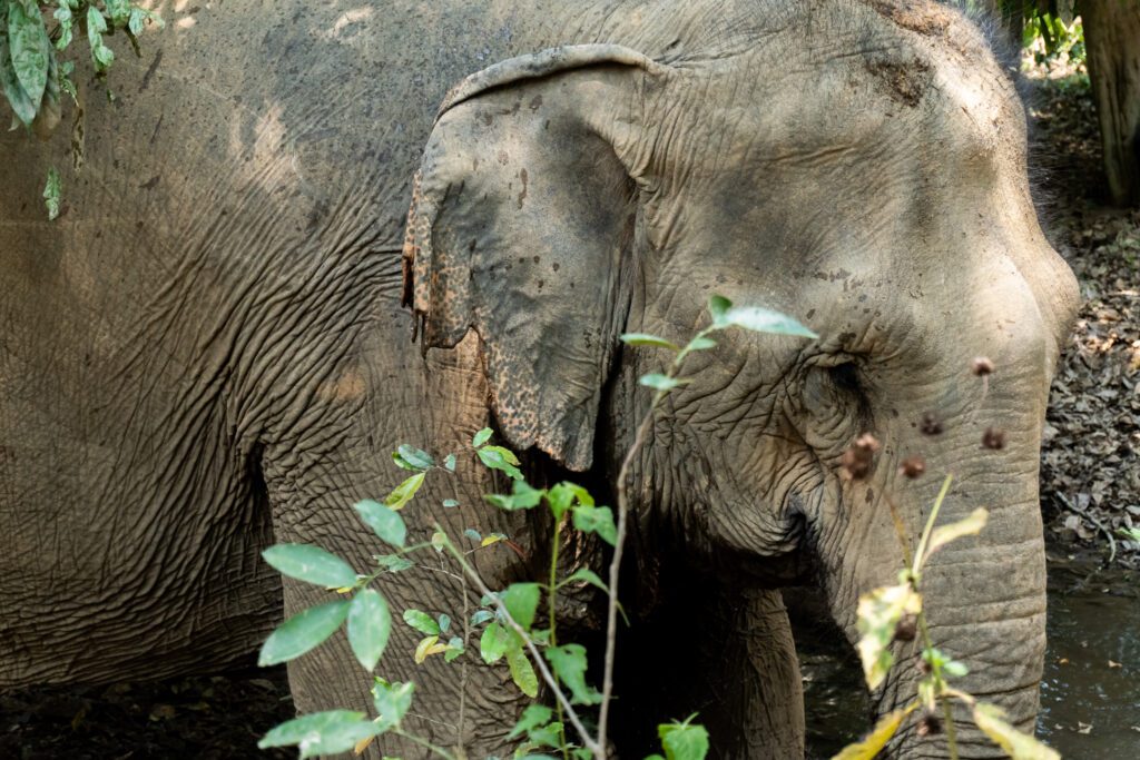 Elefanten in Laos sind stark vom Aussterben bedroht