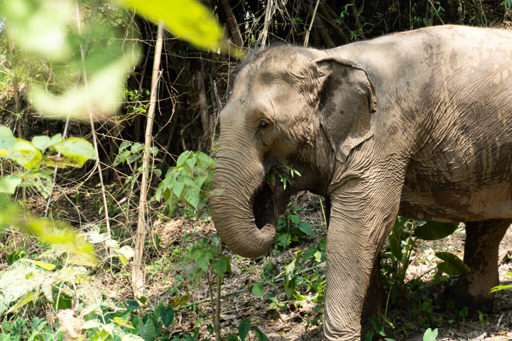 Elefanten in Laos bei MandaLao Elephant Conservation