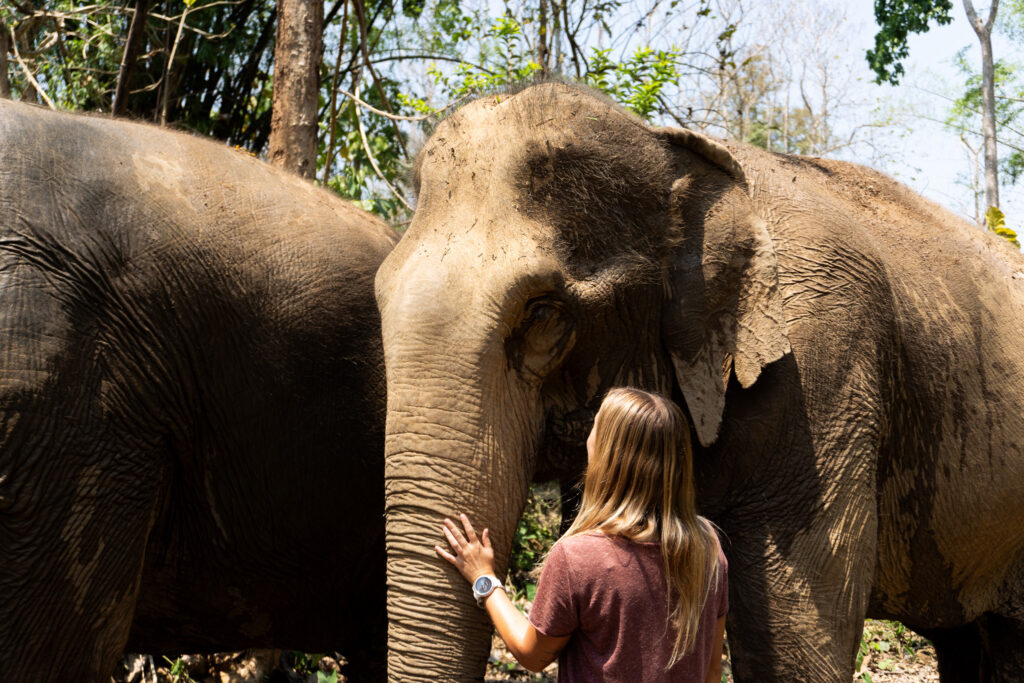 Elefanten in Laos hautnah erleben