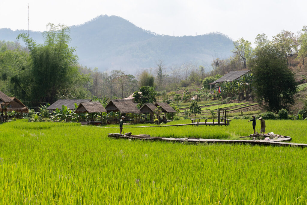 Grüne Reisfelder bei Luang Prabang in Laos