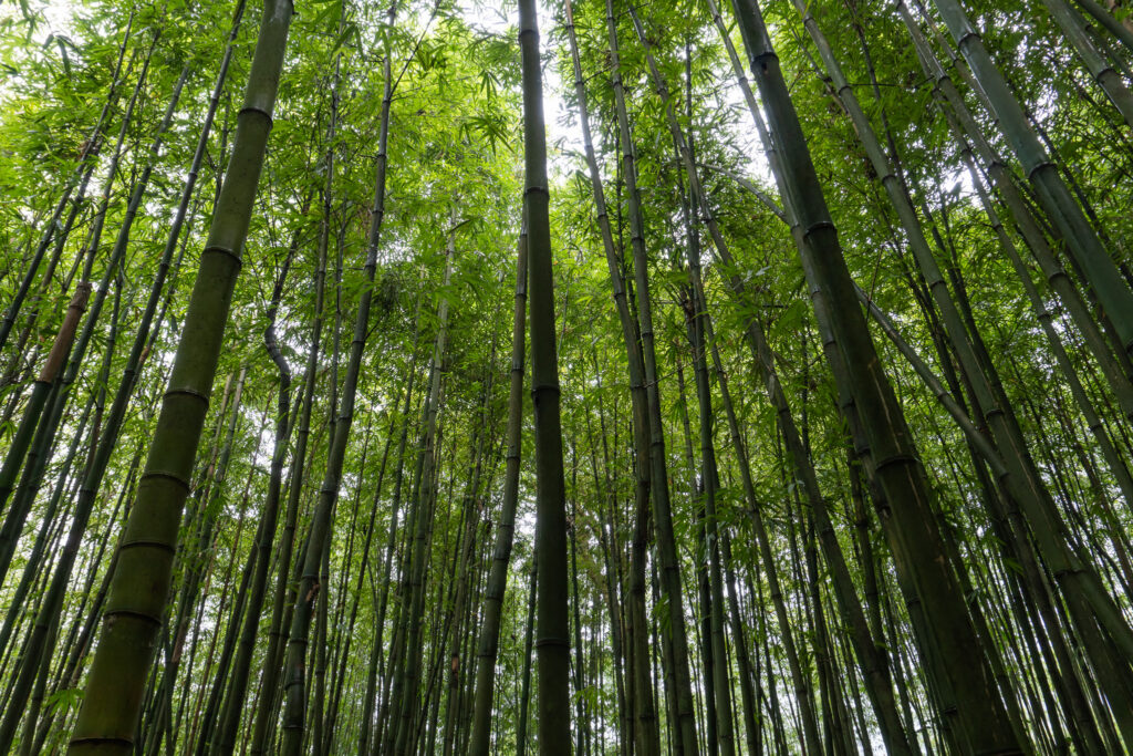 Bambuswald im Muong Hoa Tal bei Sapa
