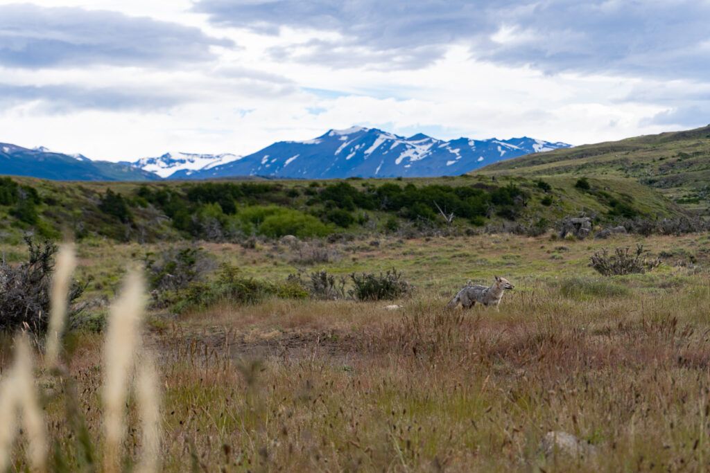 Fuchs im Torres del Paine Nationalpark