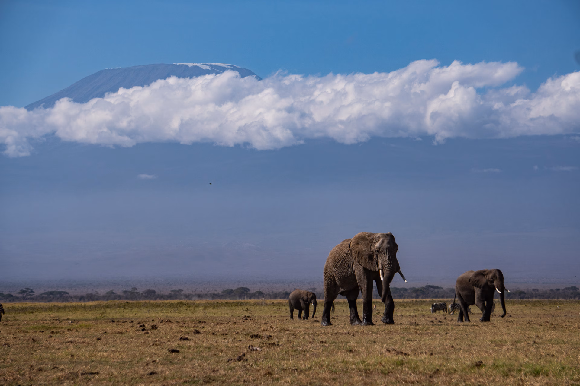 Elefant vor Kilimanjaro in Kenia