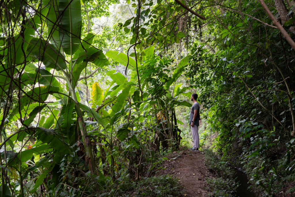 Spaziergang durch Bananenfelder in Arusha auf einer Tansania Rundreise