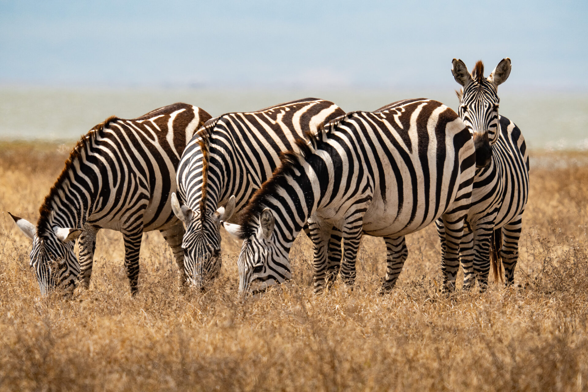 Tansania Reisetipps für Safaris und Backpacking Reisen