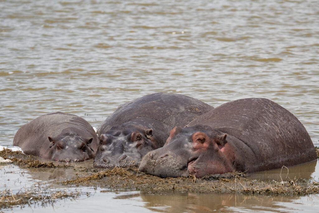 Nilpferde im Ngorongoro Krater