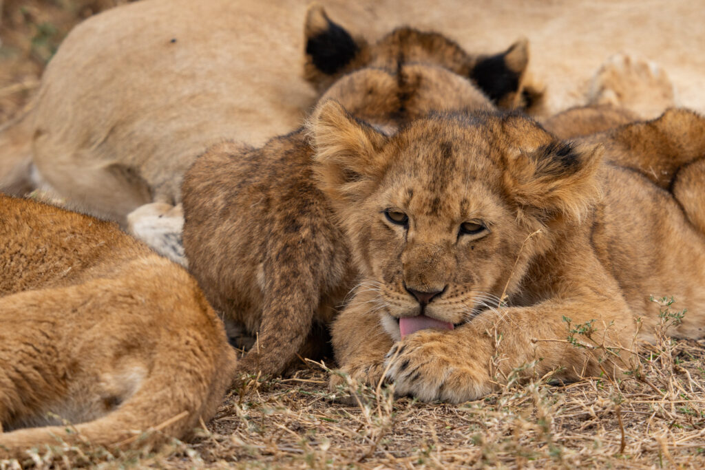 Kleiner Löwe auf Serengeti Safari