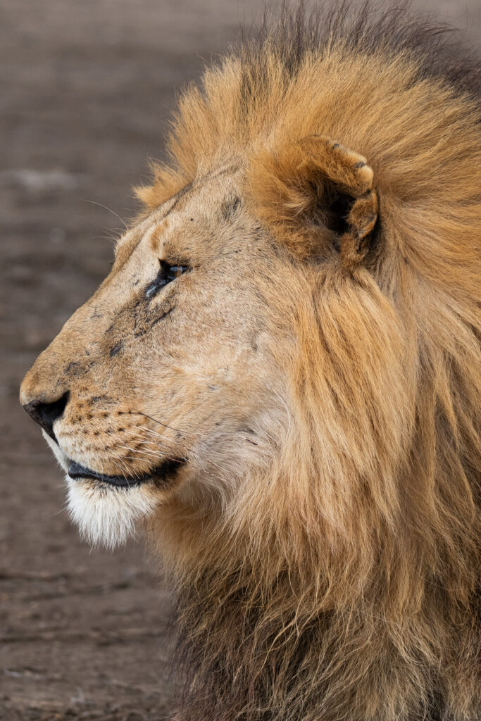 Löwe auf Serengeti Safari in Tansania