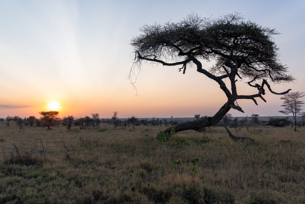 Sonnenuntergang in der Serengeti Tansania