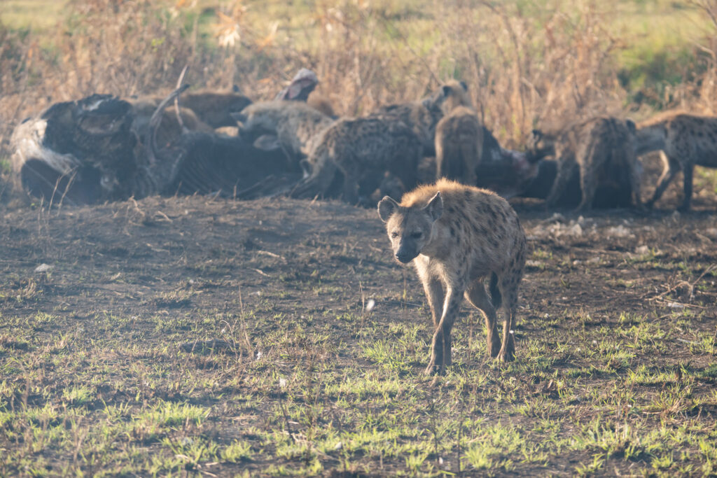 Hyänen mit Kadaver im Serengeti Nationalpark