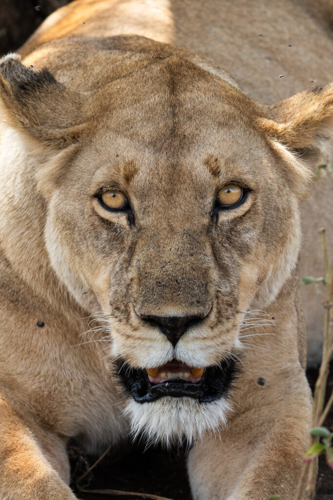 Löwin auf Serengeti Safari in Tansania