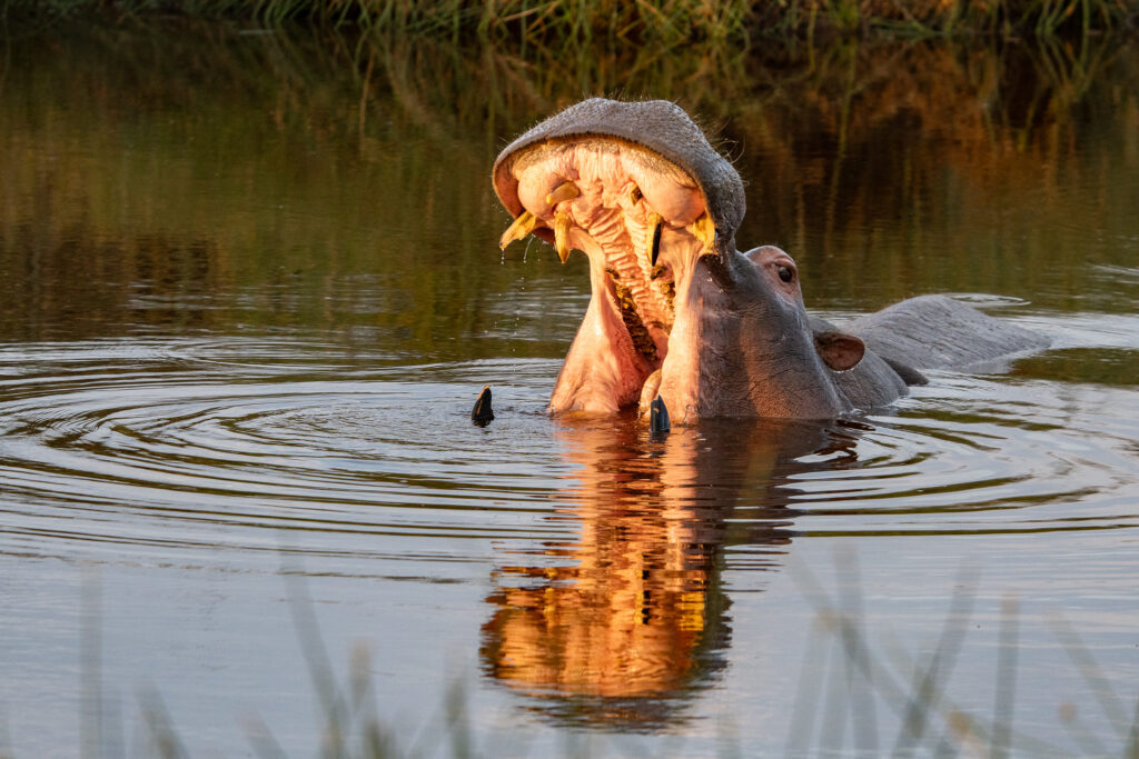 Nilpferd mit offenem Maul in der Serengeti Tansania