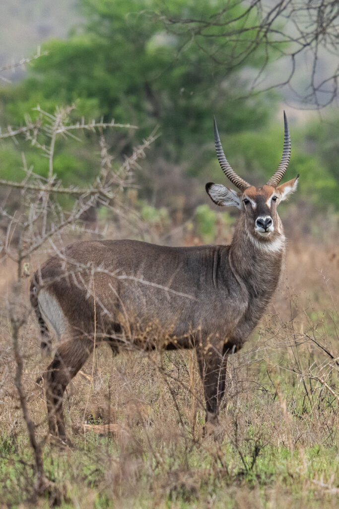 Wasserbock im Serengeti Nationalparl