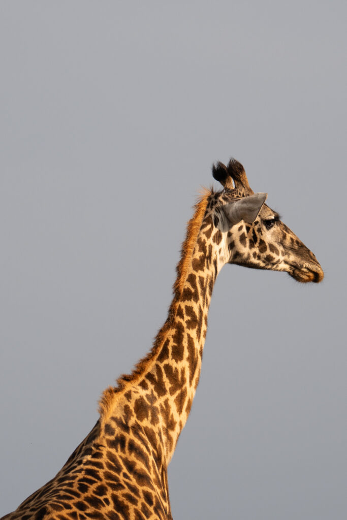 Giraffe auf einer Serengeti Safari