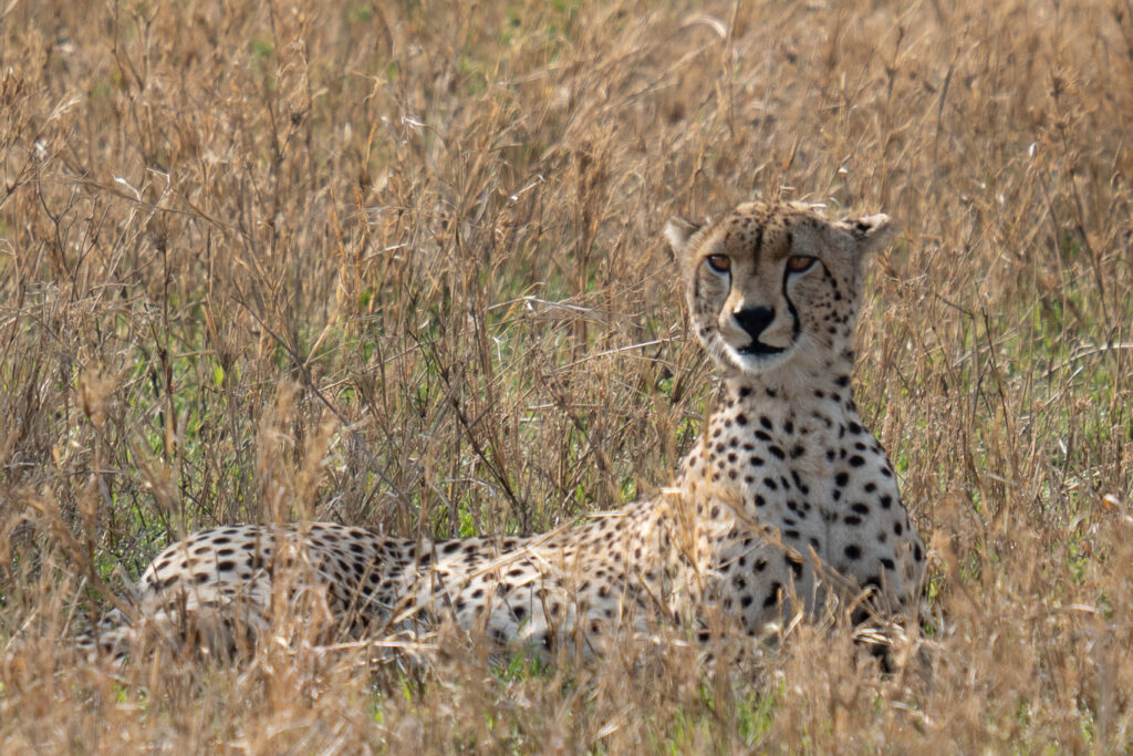 Gepard im Serengeti Nationalpark