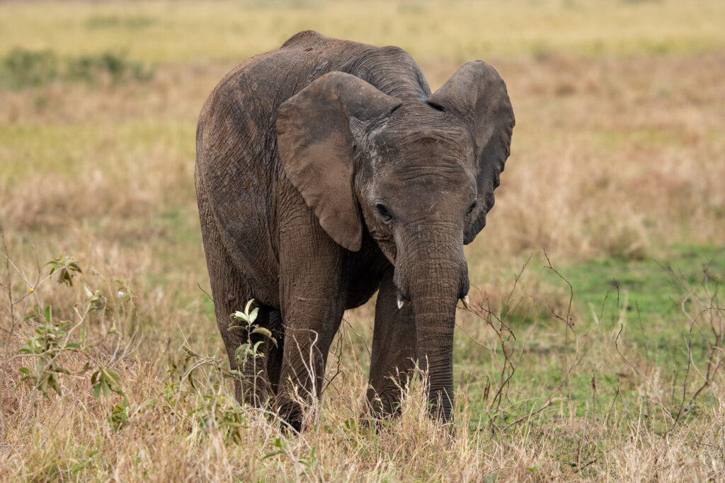 Junger Elefant auf Serengeti Safari