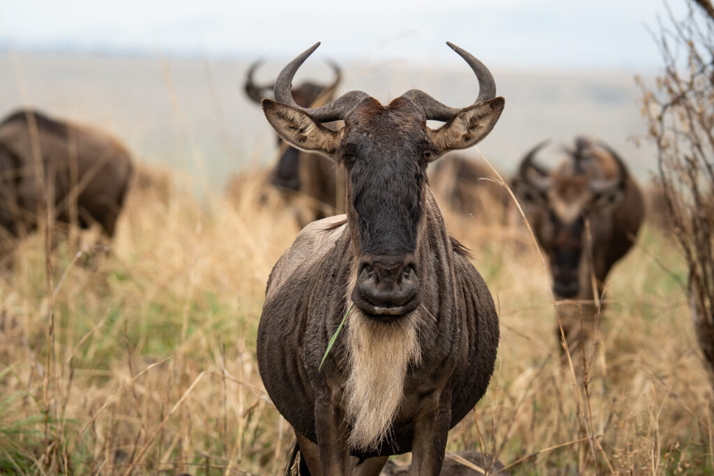 Gnu in Serengeti Nationalpark