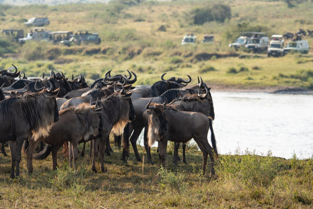 Gnu Herde vorm Mara Fluss in der Serengeti Tansania