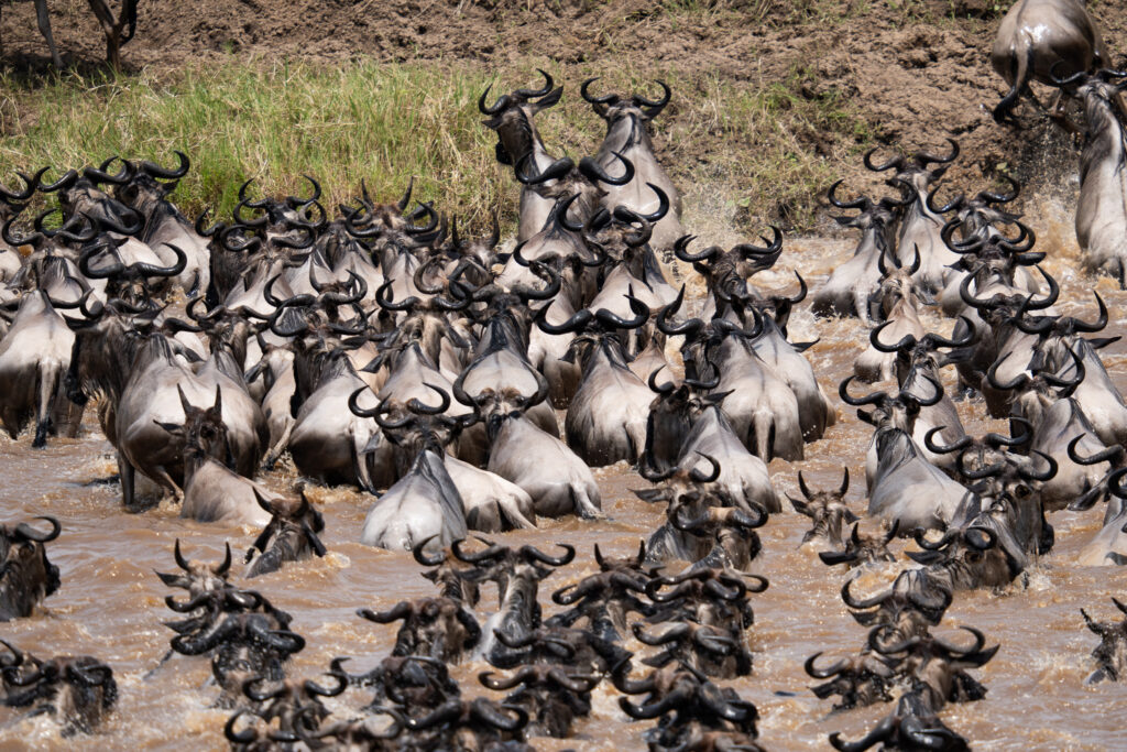 Great Migration Serengeti