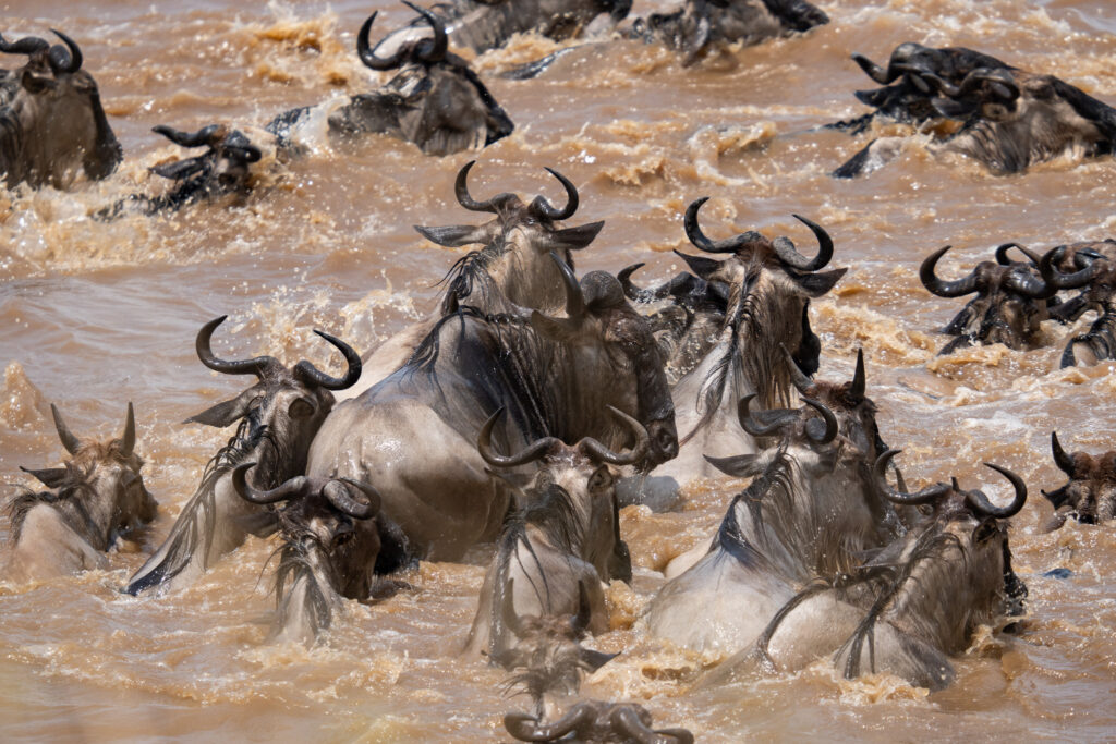 Überlebenskampf bei Great Migration in der Serengeti