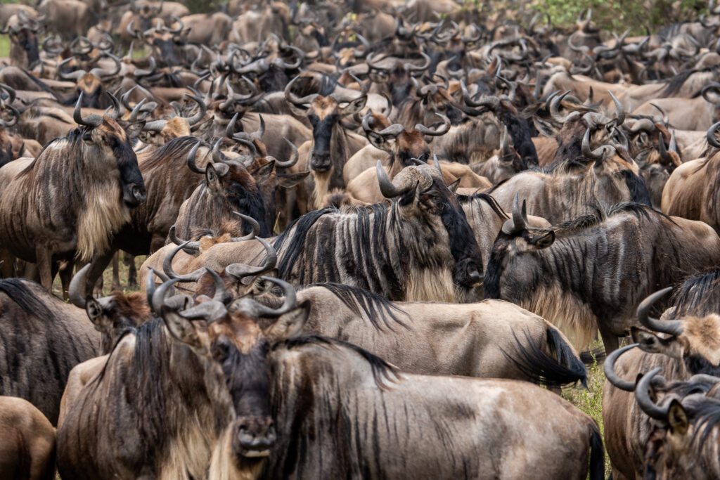 Gnu Herde auf einer Serengeti Safari