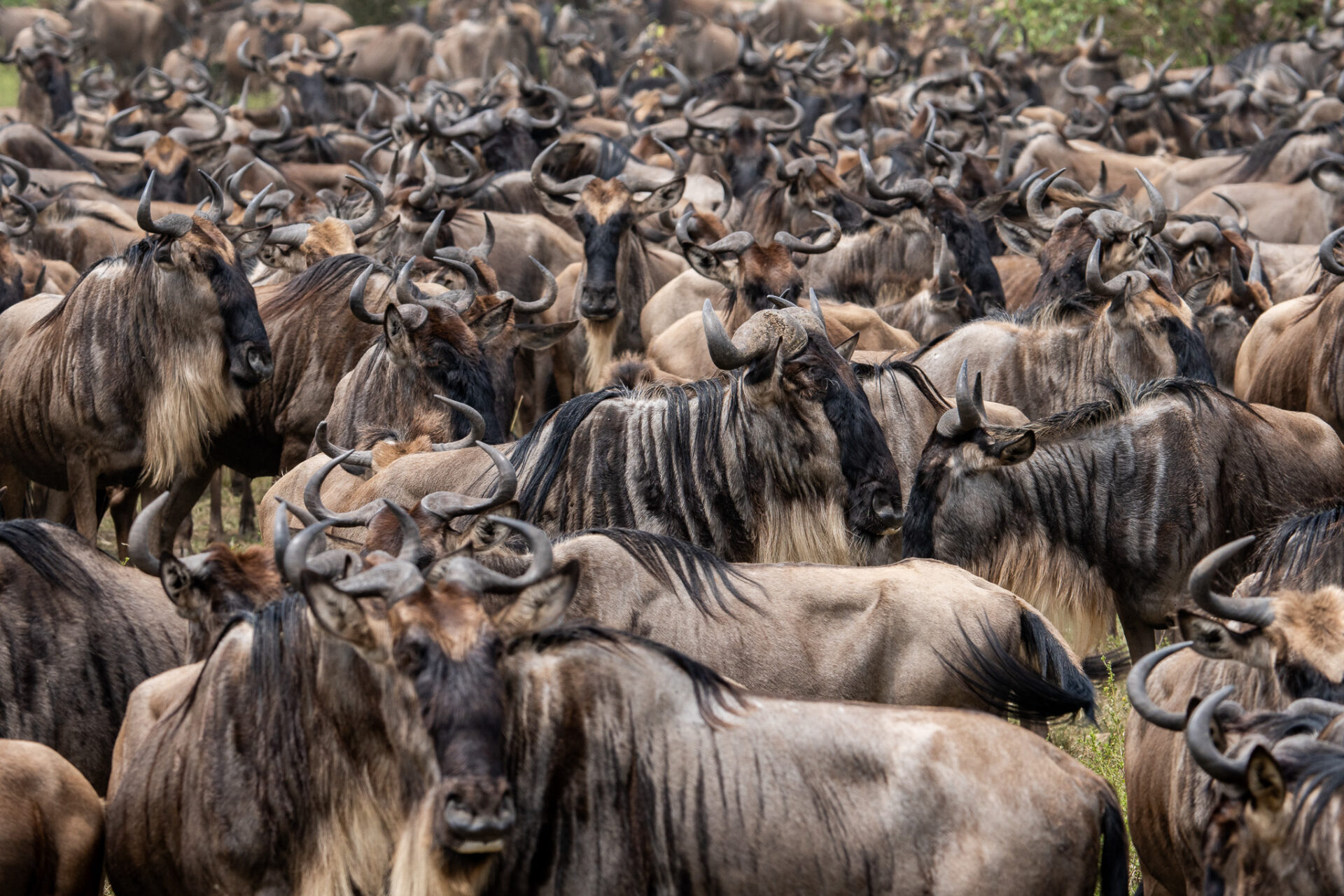 Gnu Herde auf einer Serengeti Safari