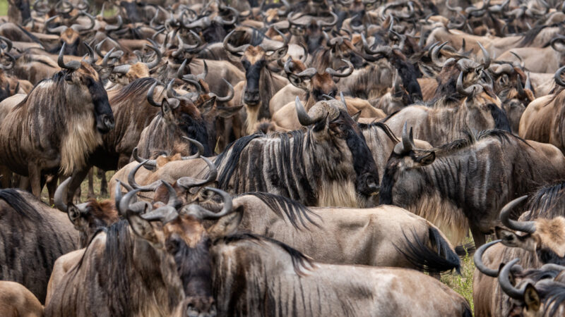 Gnu Herde auf einer Serengeti Safari
