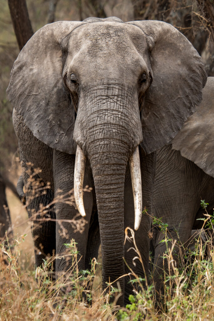 Elefant auf Safari im Tarangire in Tansania