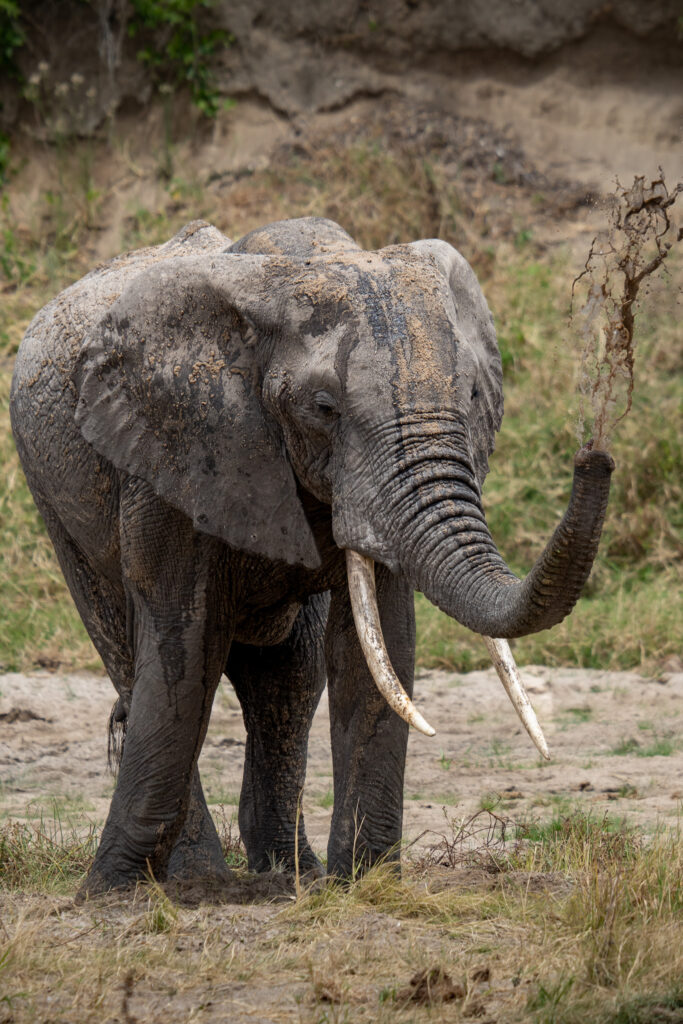 Elefant im Tarangire Nationalpark