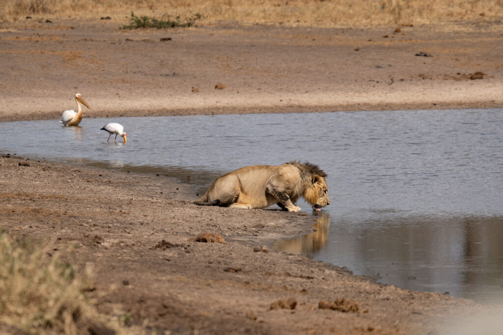 Löwe am Wasserloch im Tarangire Nationalpark