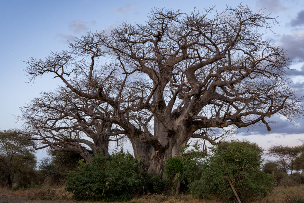Tarangire in Tansania ist bekannt für seine Baobab Bäume