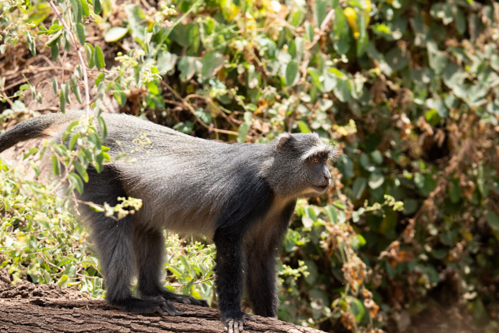 Colobus Affe im Lake Manyara Nationalpark