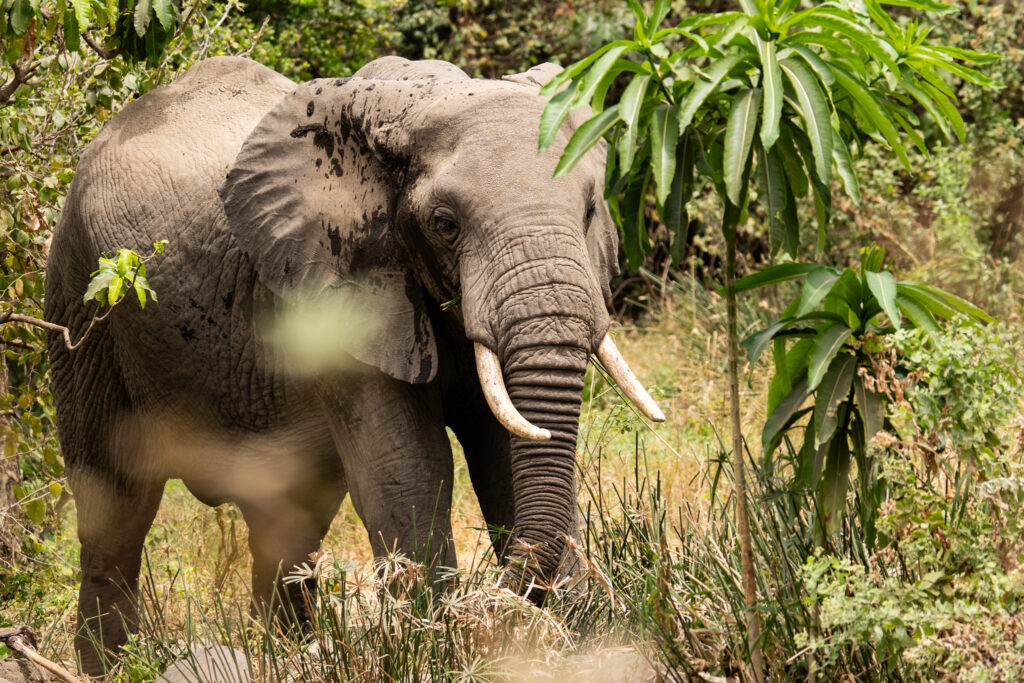 Elefant im Lake Manyara