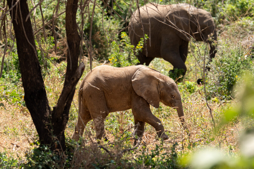 Elefantenbaby auf Safari als Selbstfahrer in Tansania
