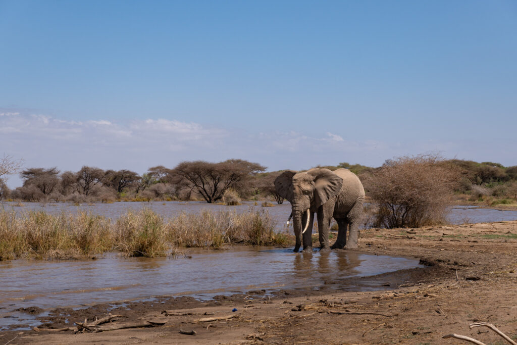 Elefantenbulle am Lake Manyara in Tansania