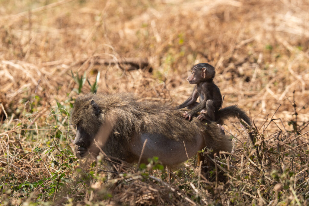 Paviane im Lake Manyara Nationalpark