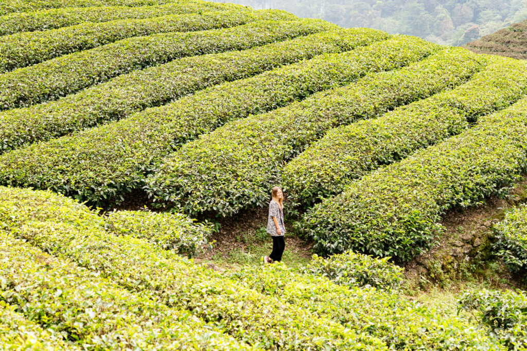 Wanderung durch die Teeplantagen in Kerala Indien