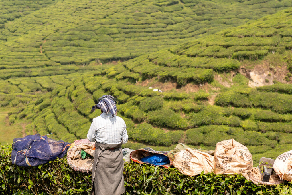 Teearbeiterin in Kerala in Indien