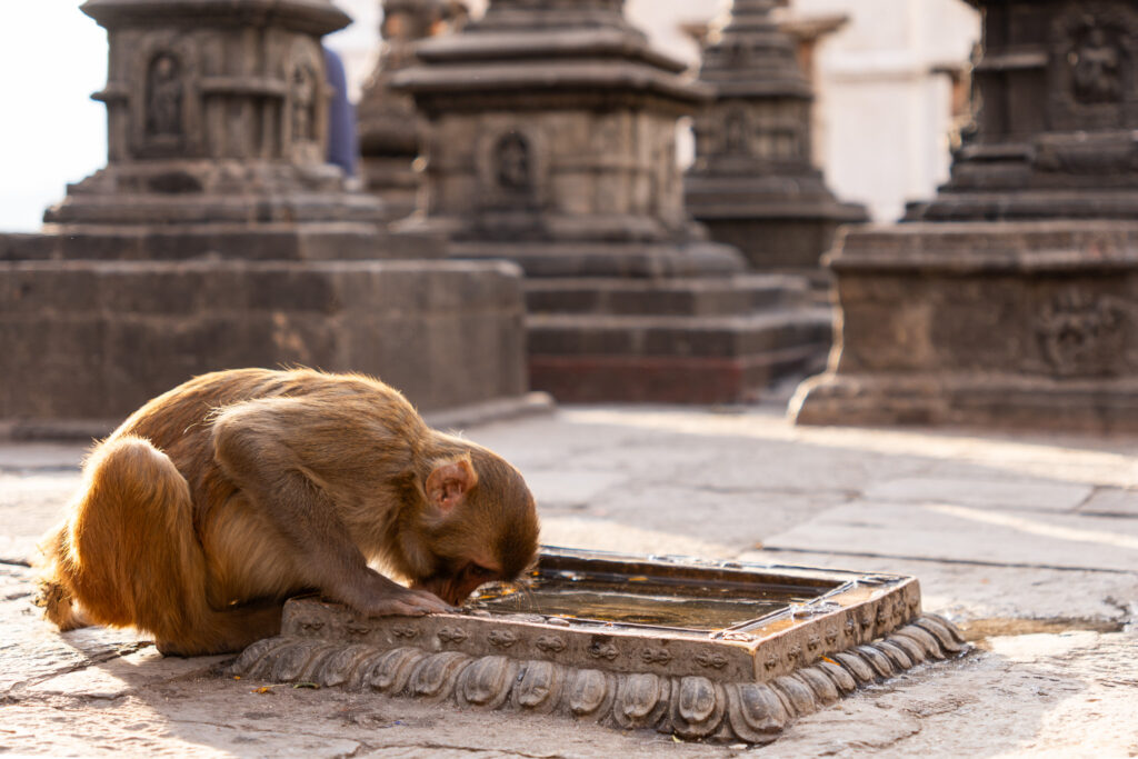 Trinkender Rhesusaffe am Affentempel in Kathmandu