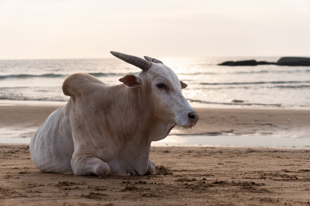 Zebu am Strand von Agonda in Goa Indien