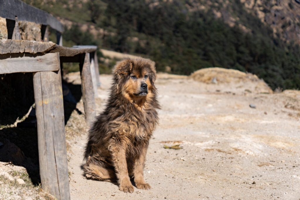 Tibetdogge in Nepal