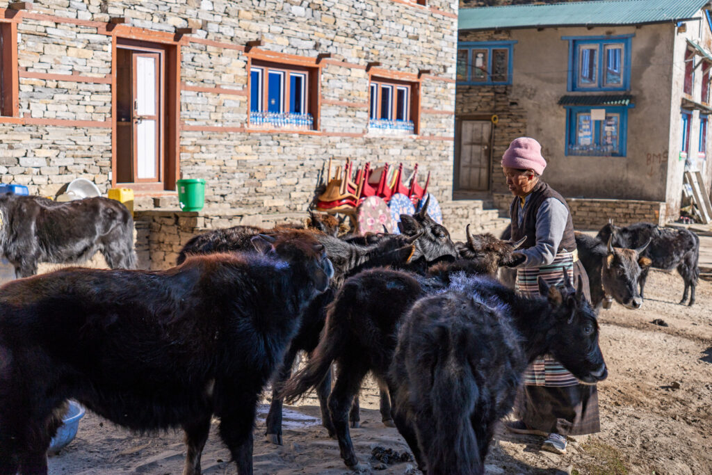 Yak Farm im Himalaya in Nepal