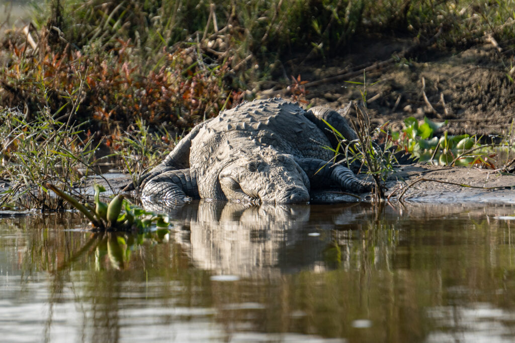 Sumpfkrokodil im Chitwan Nationalpark