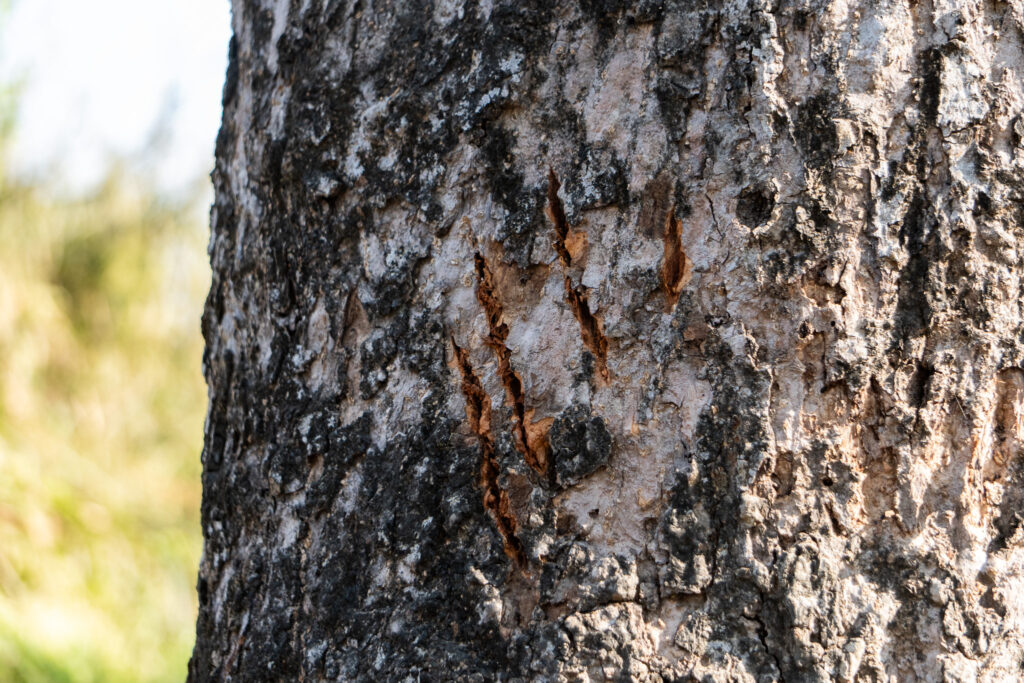 Tigerkratzspur im Chitwan Nepal