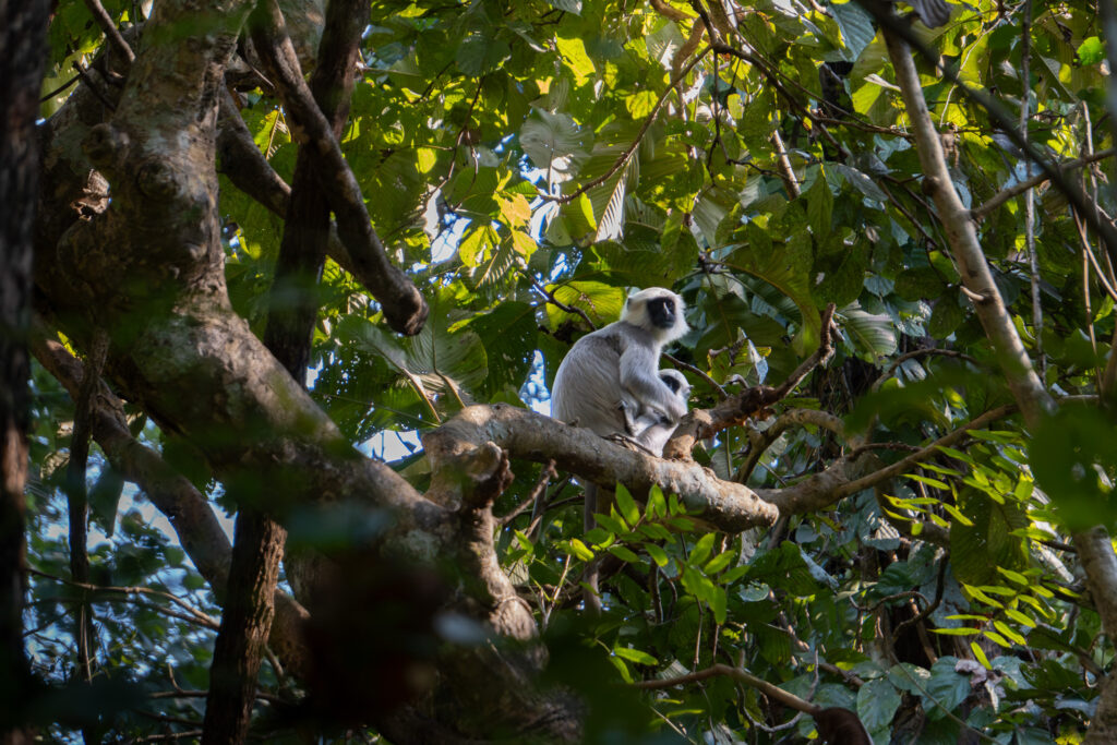 Languren Affe im Chitwan, Nepal