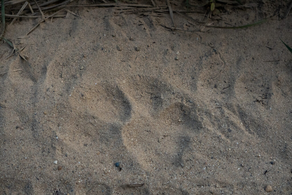 Tigerspur im Chitwan Nationalpark in Nepal