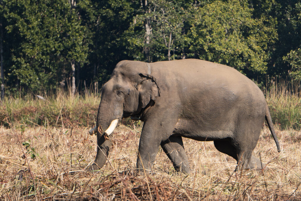 Wilder Elefant im Chitwan Nationalpark