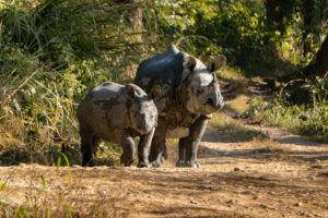 Wilde Panzernashörner im Chitwan Nationalpark in Nepal