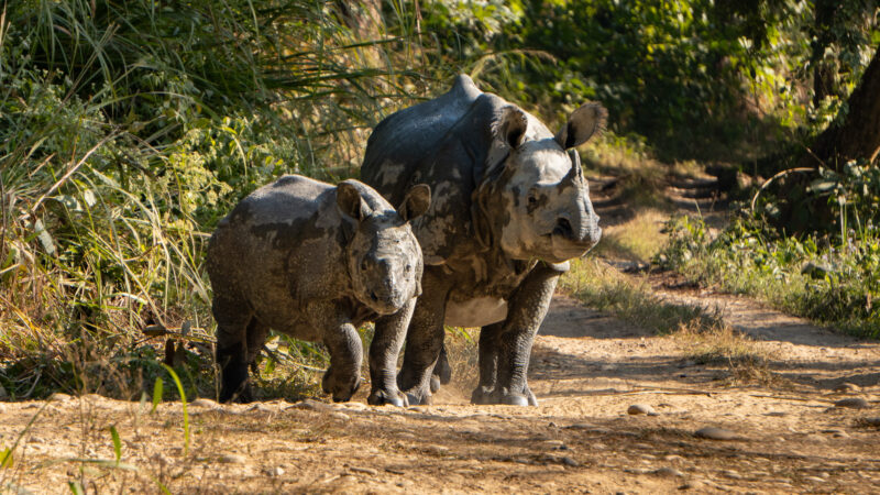 Wilde Panzernashörner im Chitwan Nationalpark in Nepal